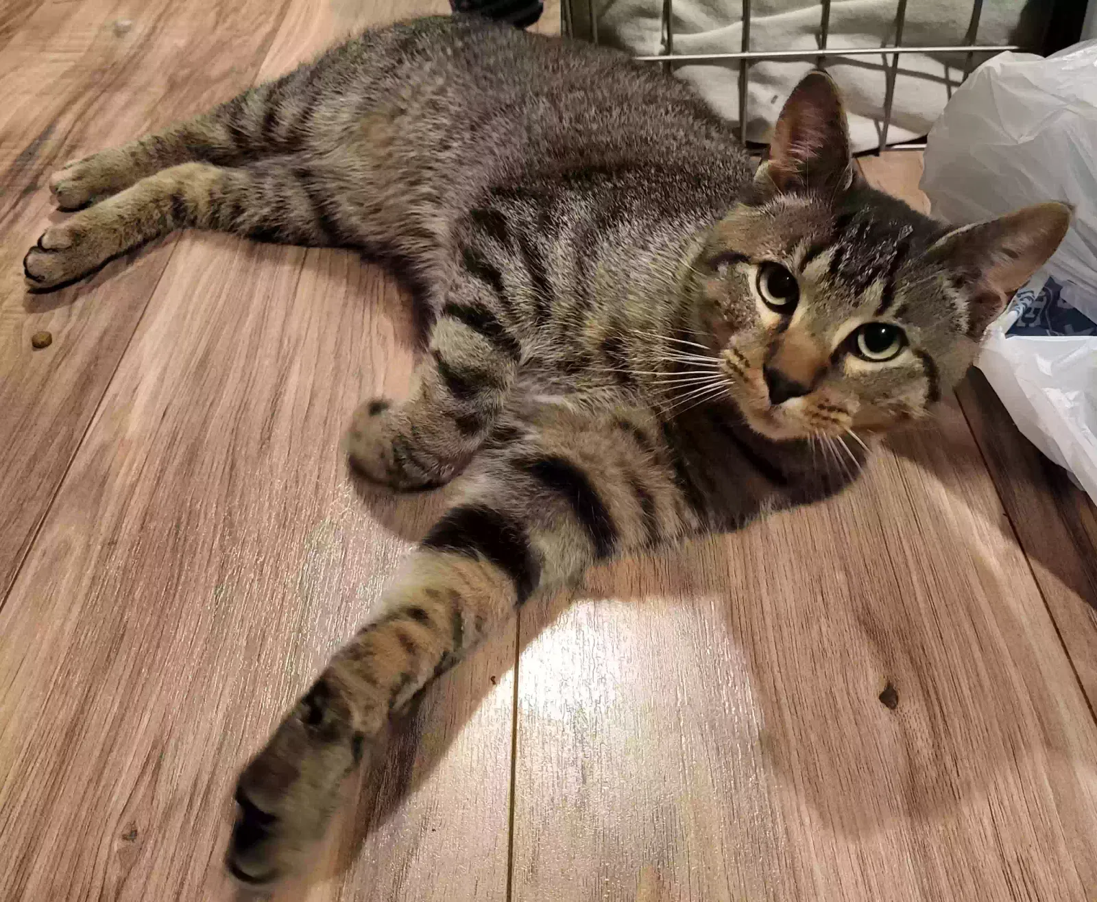 Found cat in Southbridge, MA, 1550