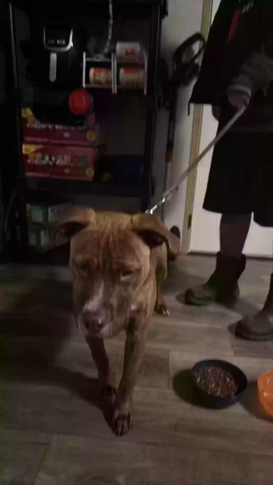 Found dog in Springfield, OH, 45502