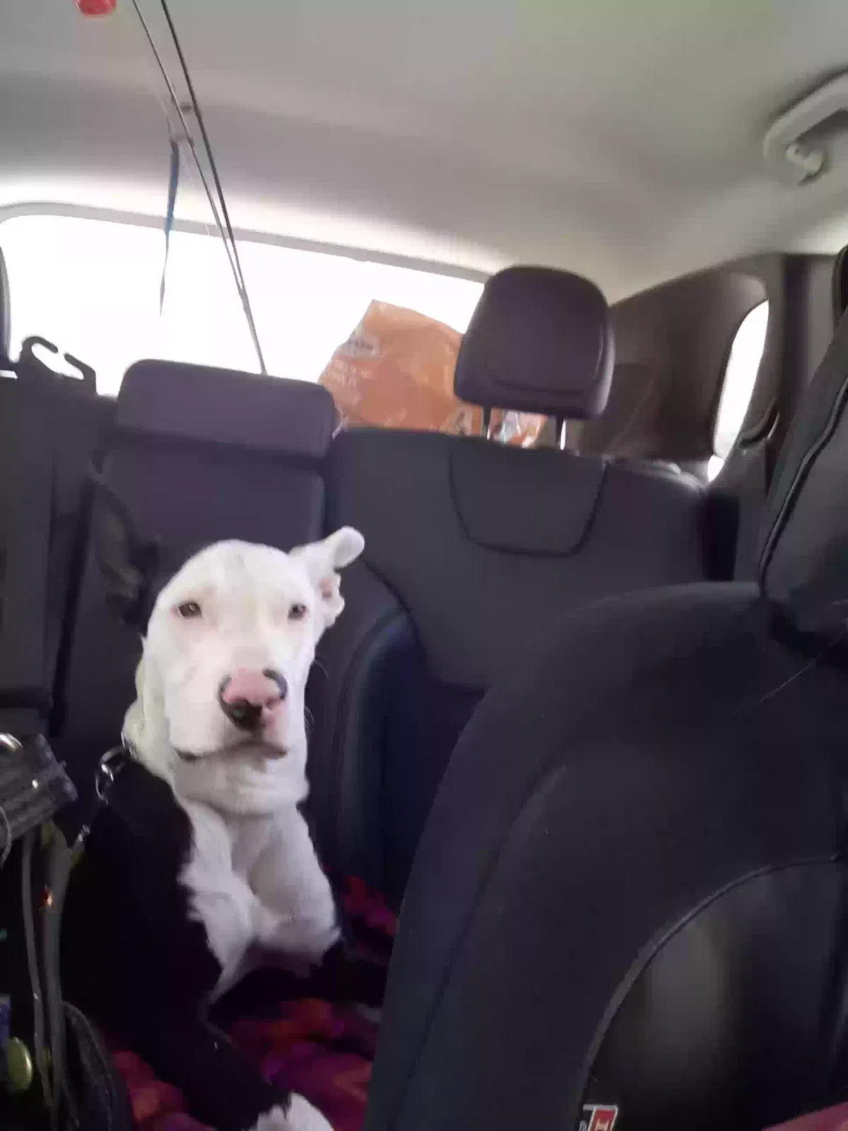Lost dog in Elk City, OK, 73644