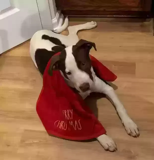 Found dog in Greenwood, SC, 29649