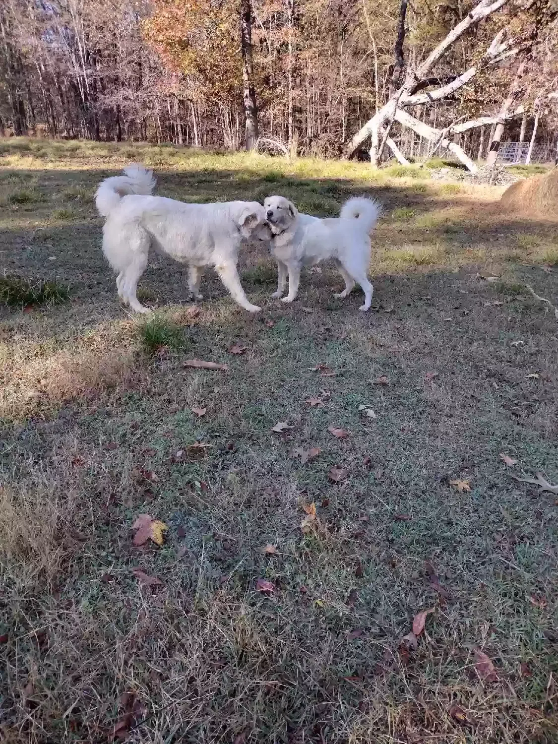 Lost dog in Coldwater, MS, 38618