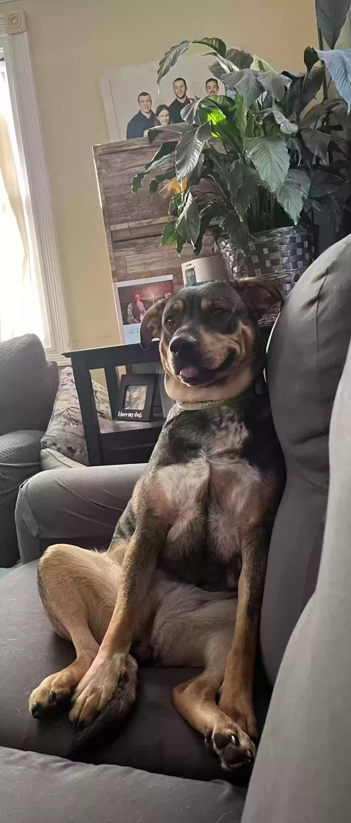 Lost dog in White Marsh, MD, 21162