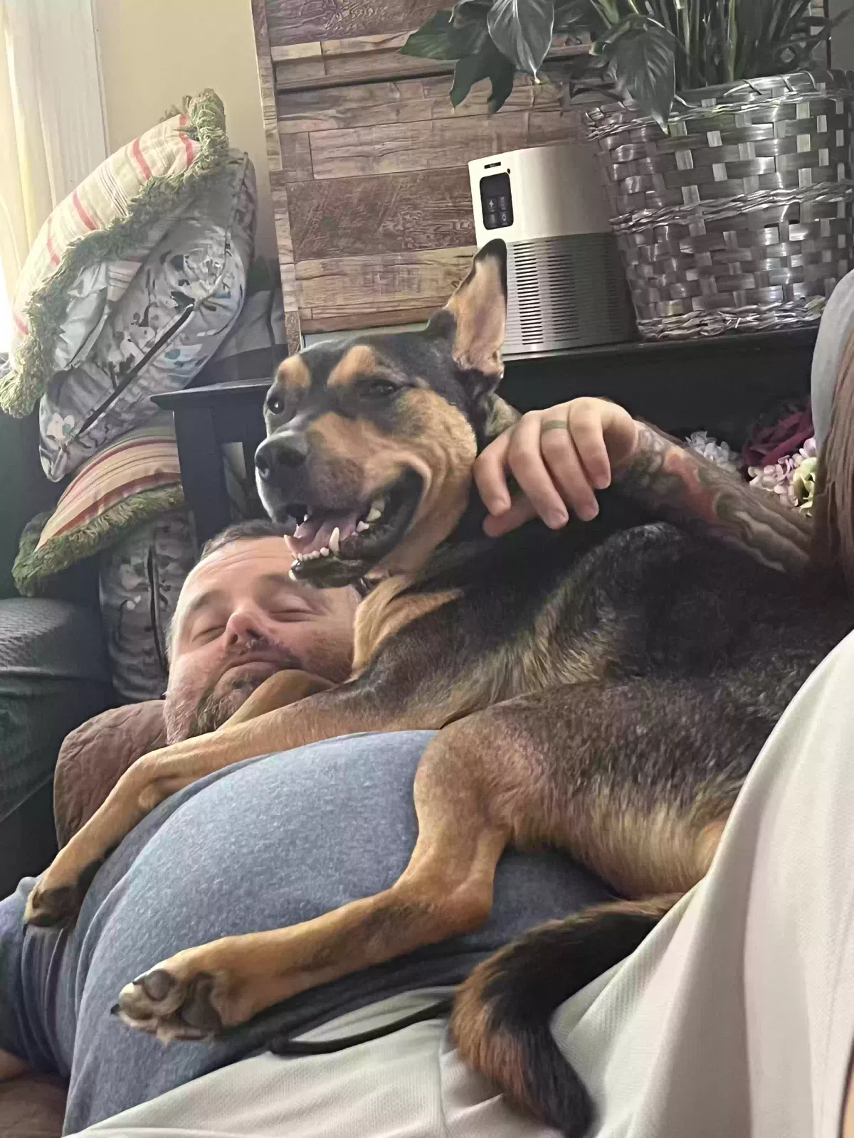 Lost dog in White Marsh, MD, 21162
