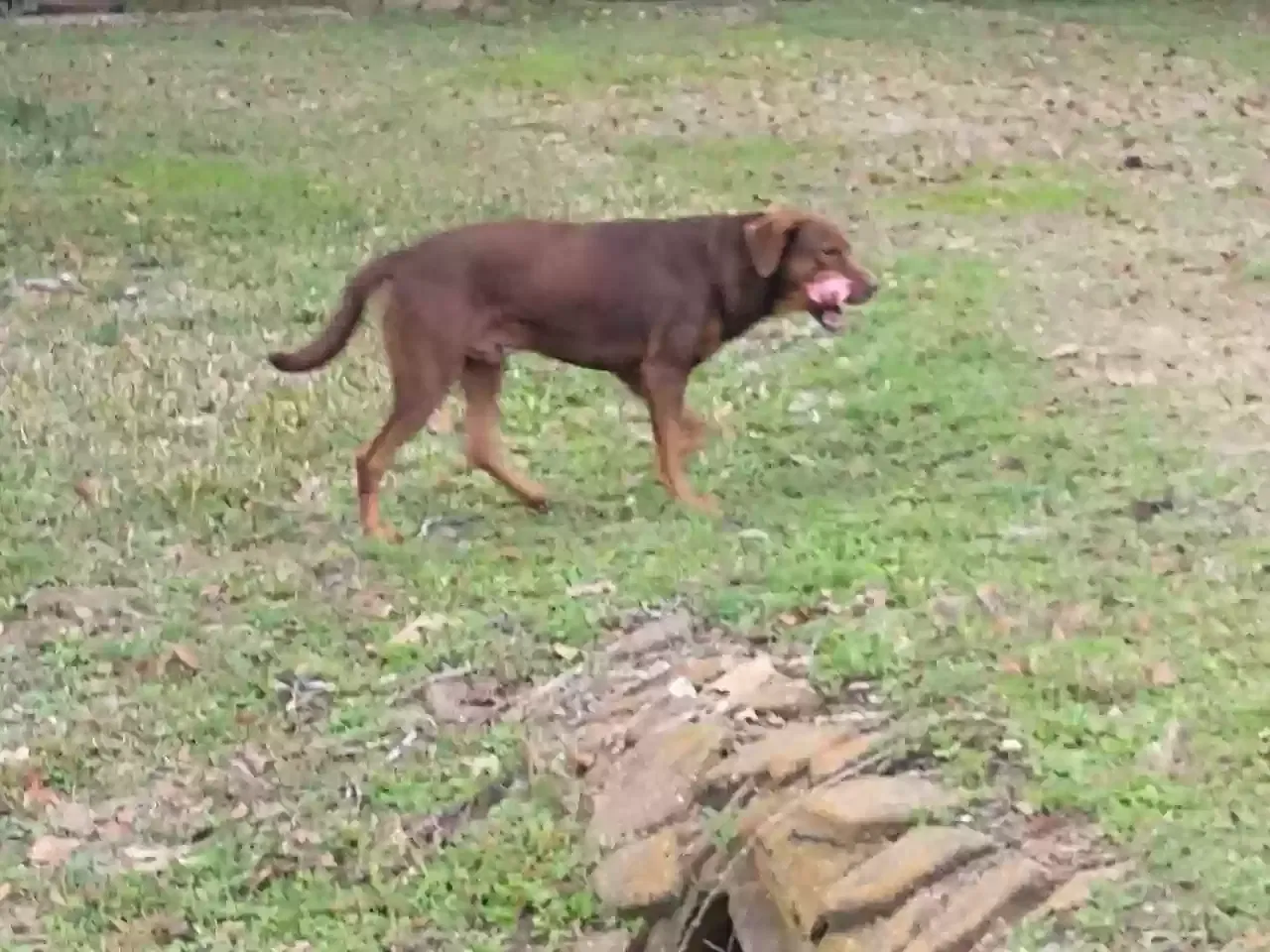 Found dog in Willis, TX, 77378