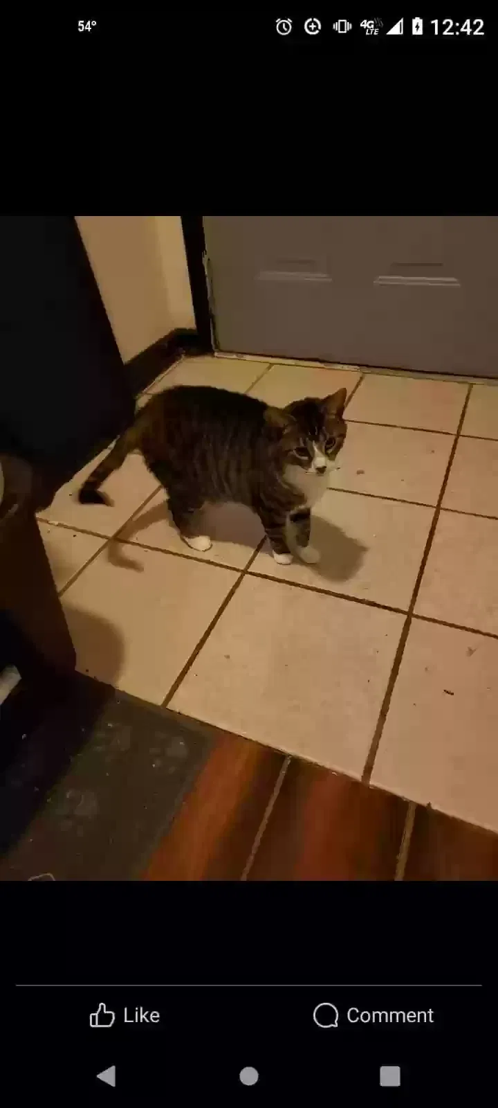 Lost cat in Lexington, KY, 40511