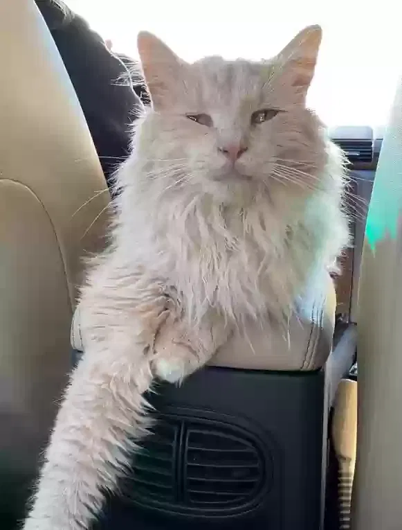 Lost cat in Eutawville, SC, 29048