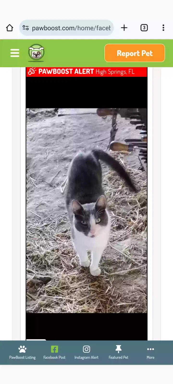 Lost cat in High Springs, FL, 32643