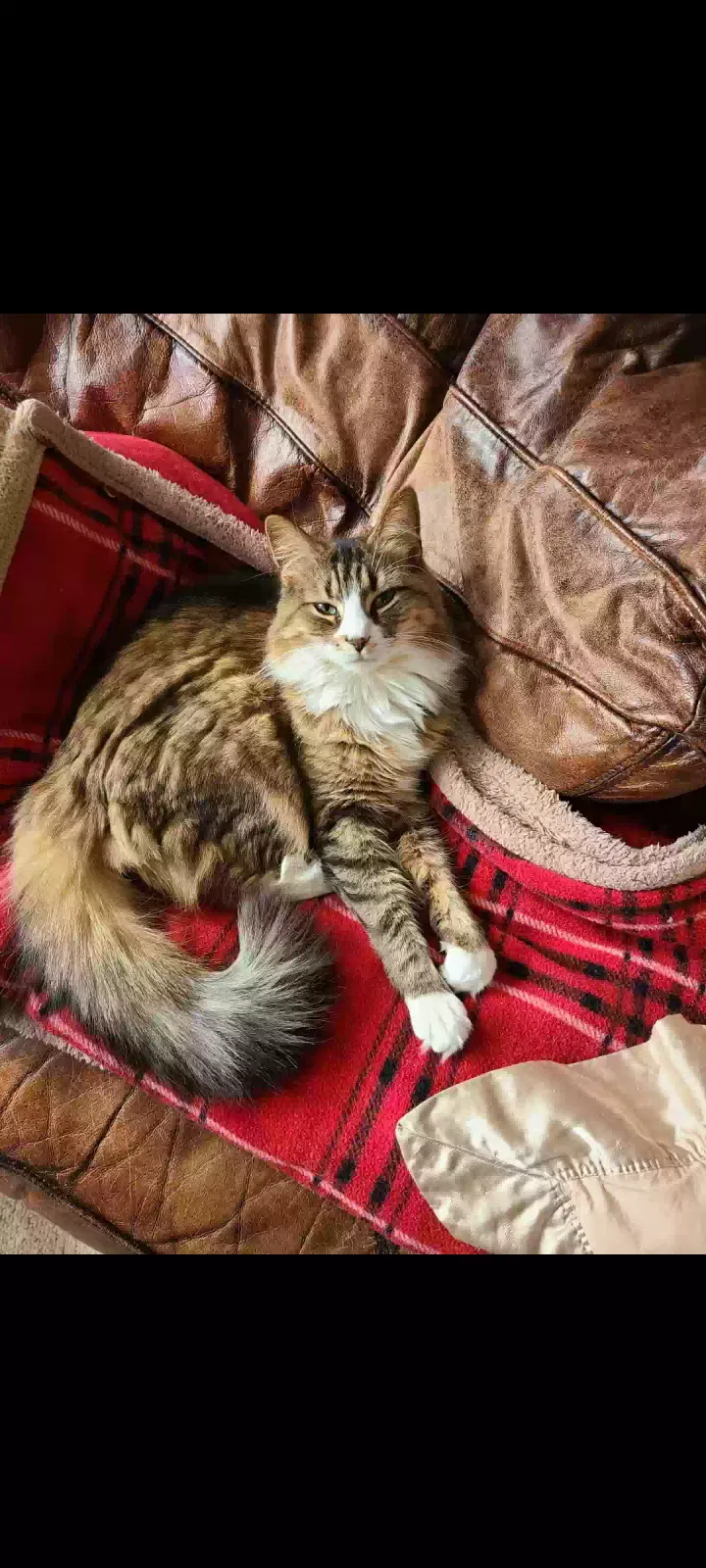 Lost cat in Greensboro, NC, 27401