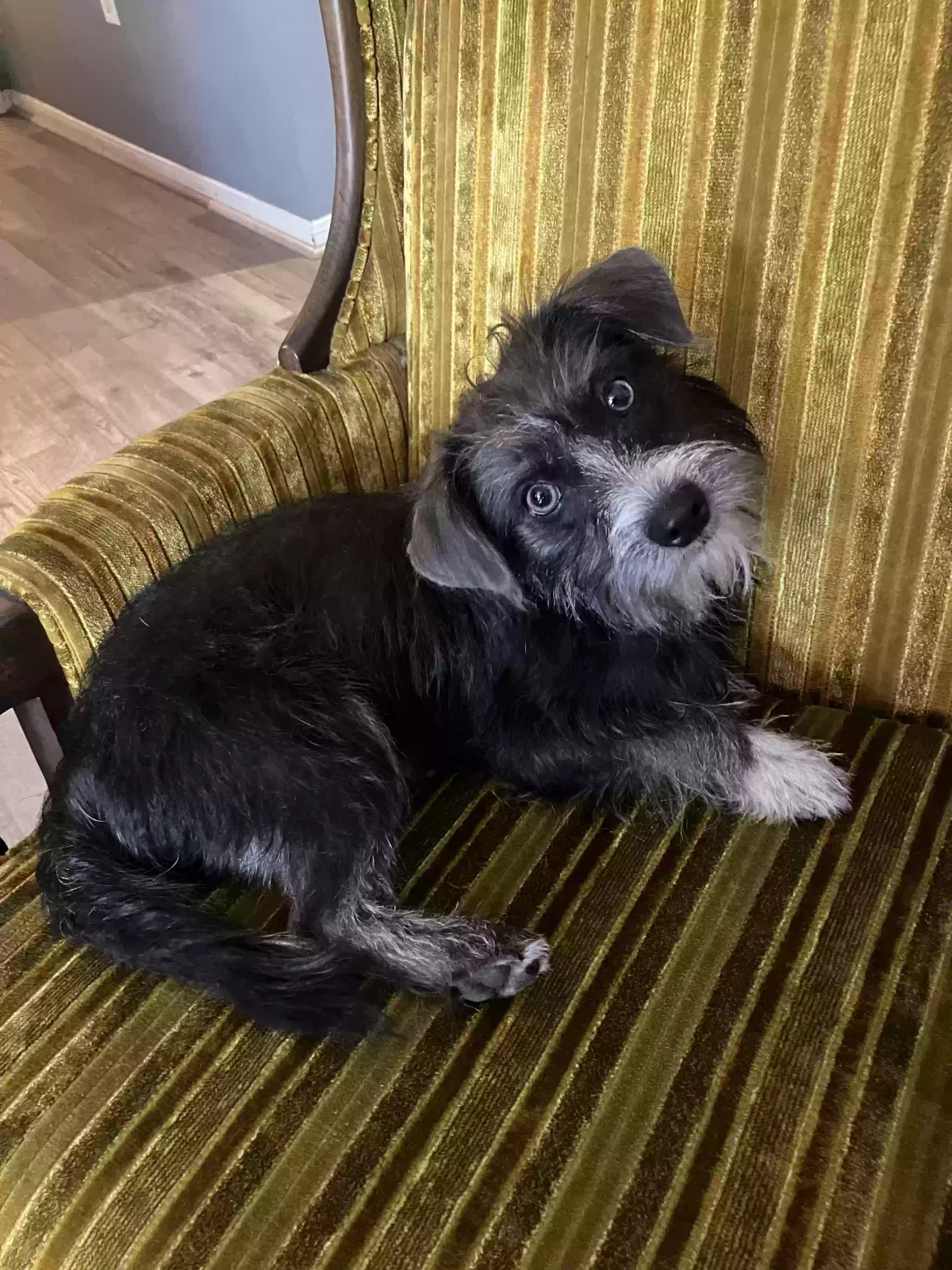 Lost dog in Kingwood, TX, 77339