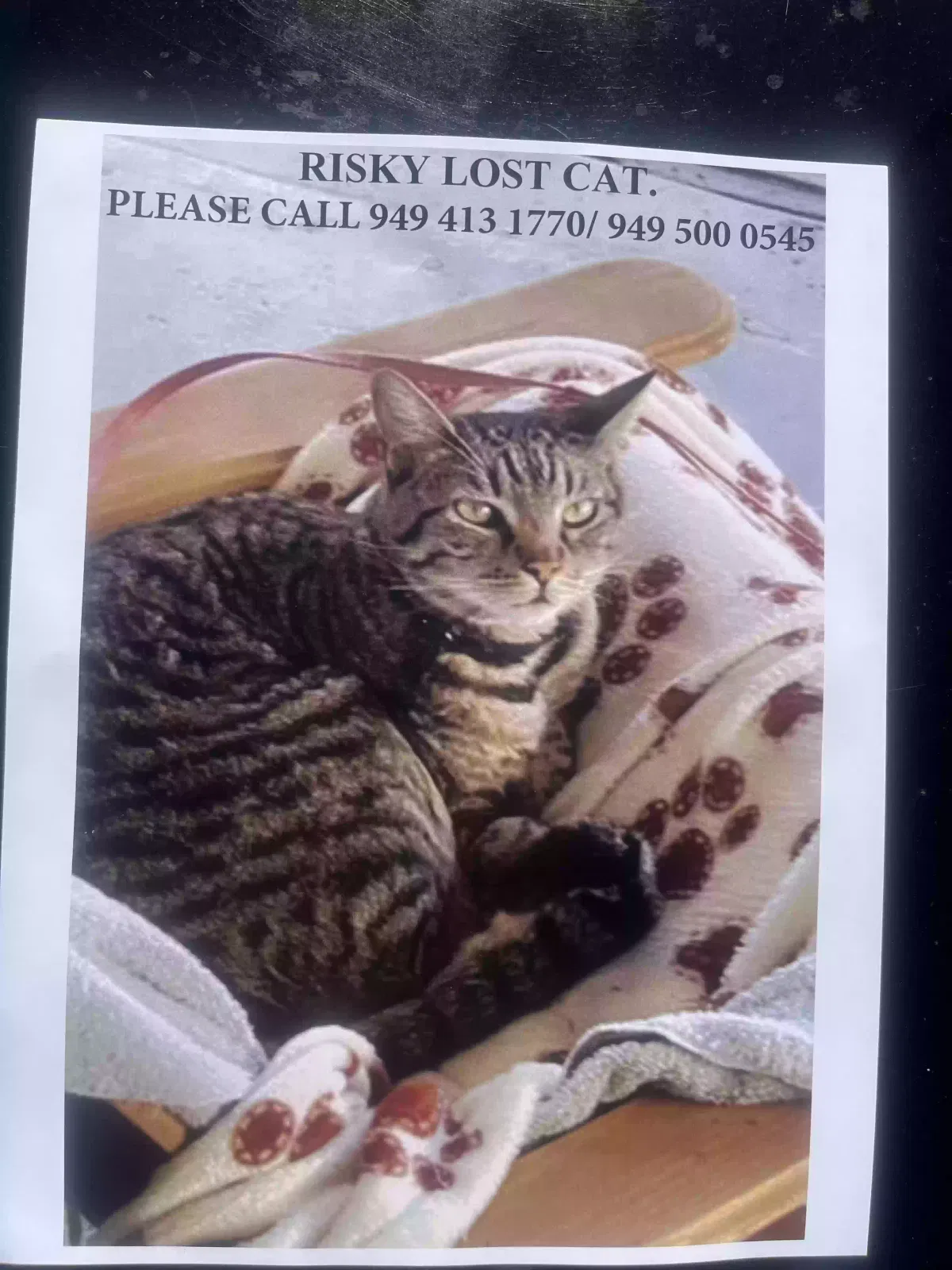 Lost cat in Mission Viejo, CA, 92692