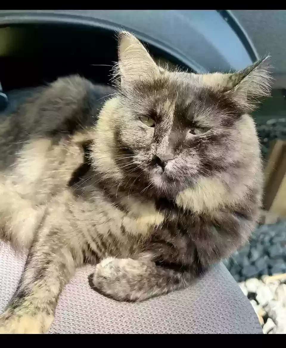 Lost cat in Adairsville, GA, 30103