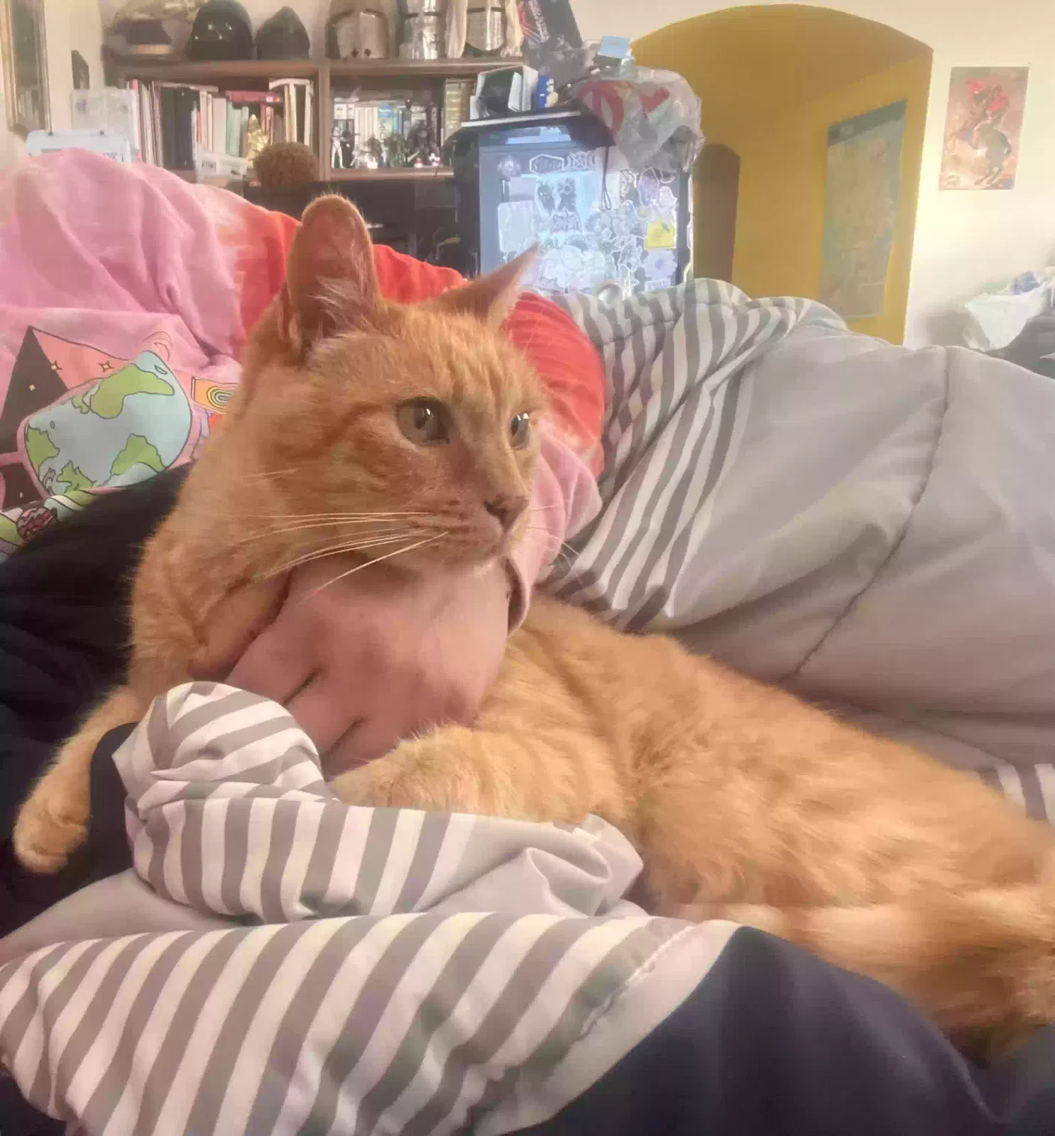 Lost cat in San Francisco, CA, 94127