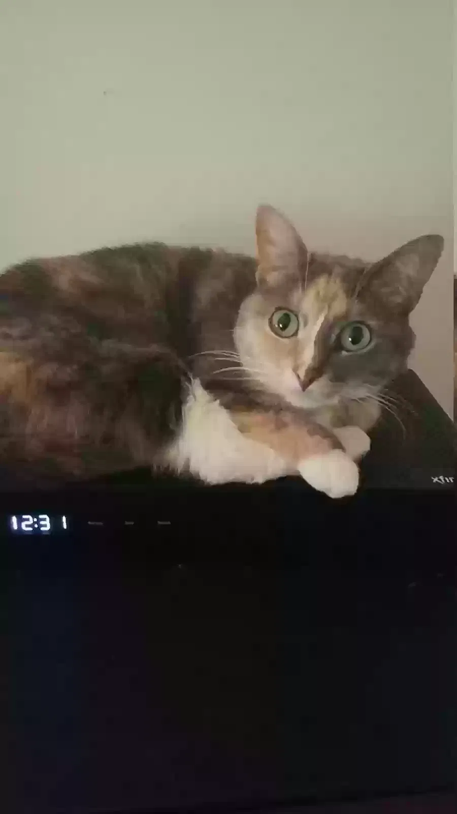 Lost cat in Cockeysville, MD, 21030