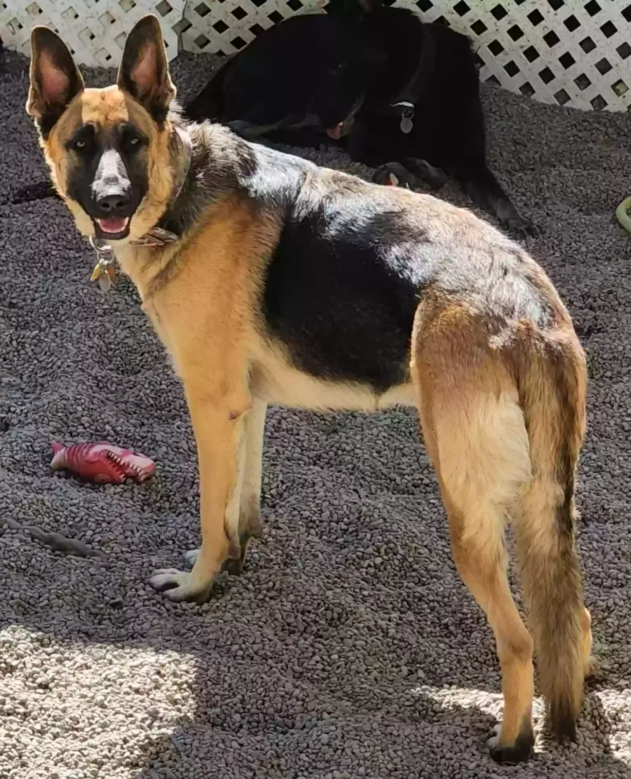 Lost dog in Mcminnville, OR, 97128