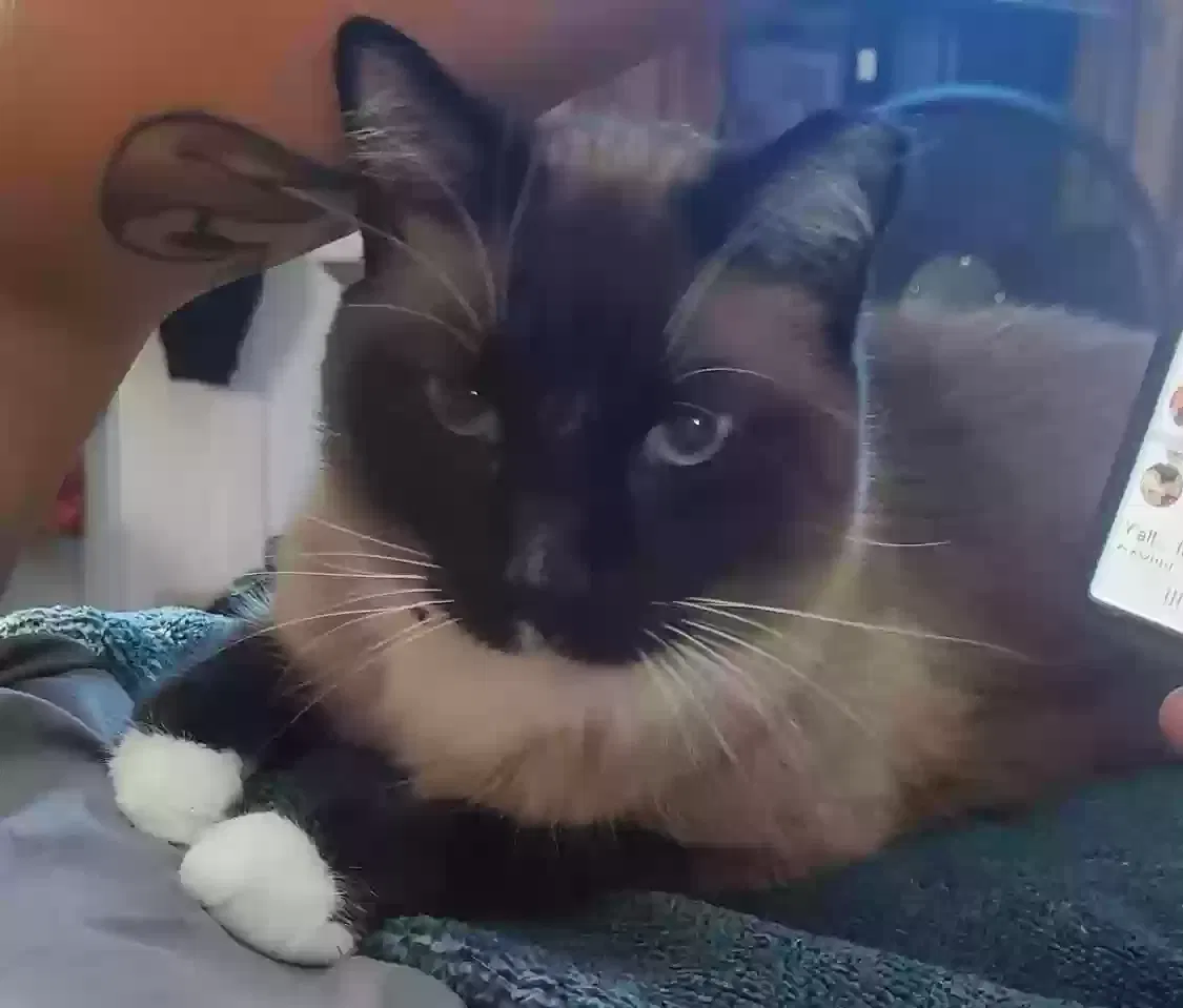 Lost cat in Rock Hill, SC, 29730