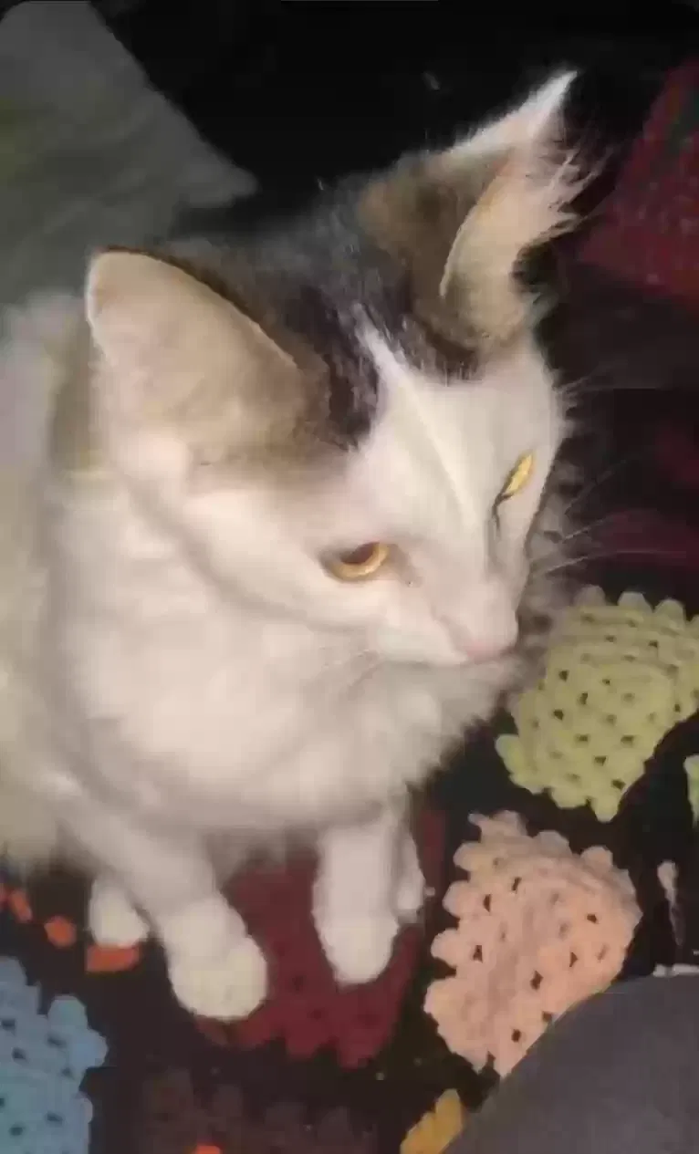 Lost cat in Newport News, VA, 23608