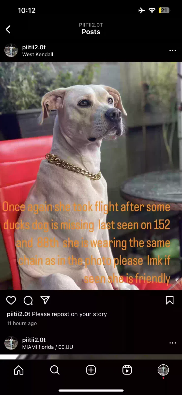 Lost dog in Miami, FL, 33193