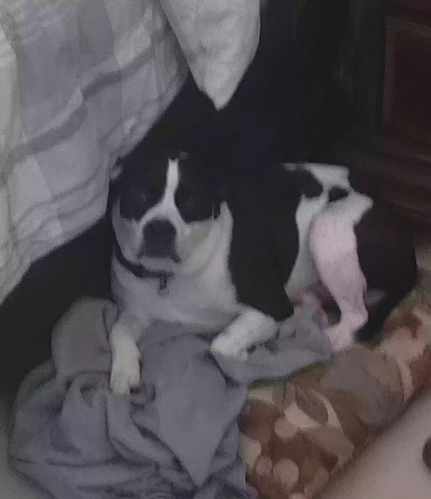 Lost dog in Columbia, SC, 29229