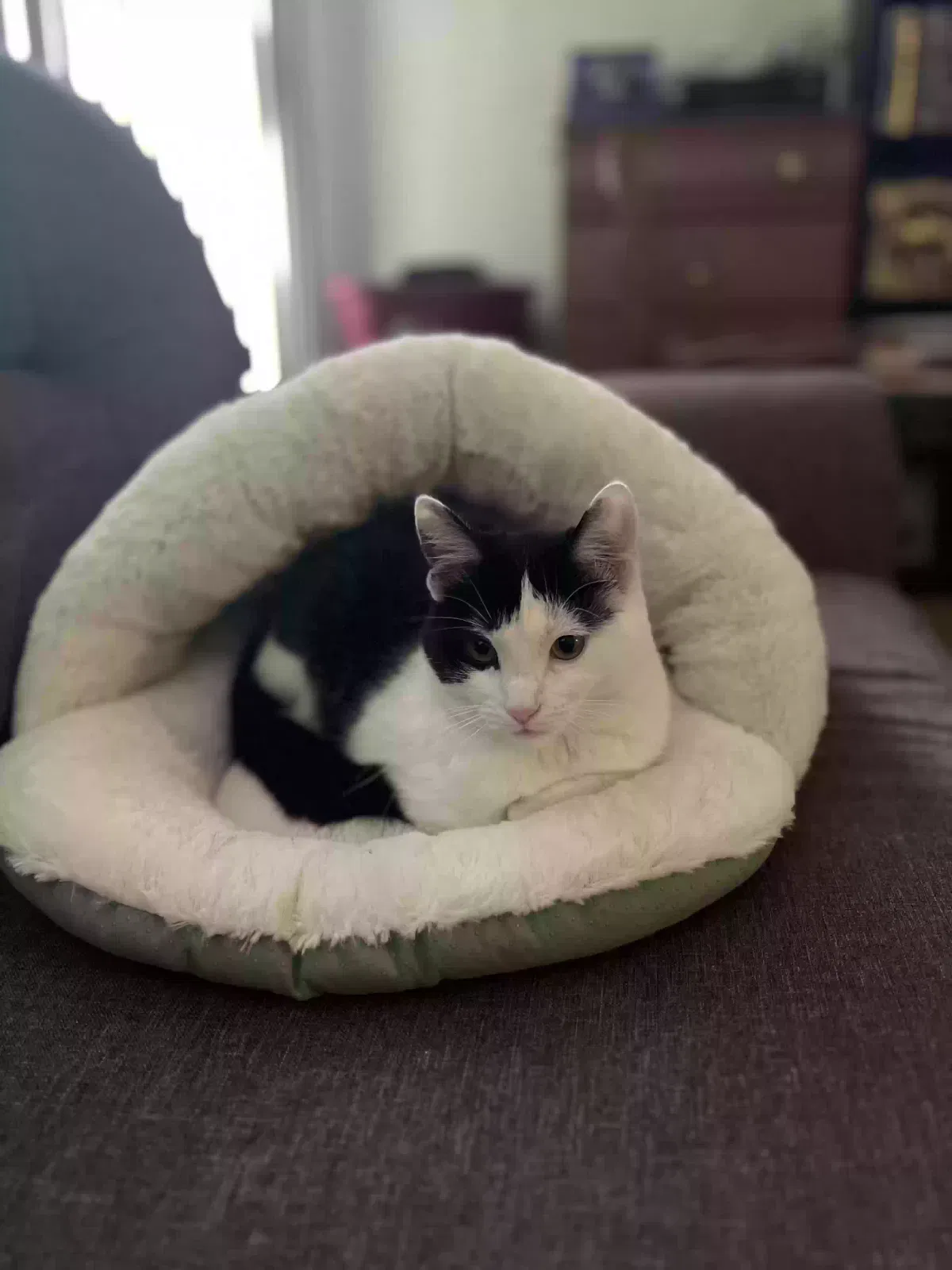 Lost cat in Glendale Heights, IL, 60139