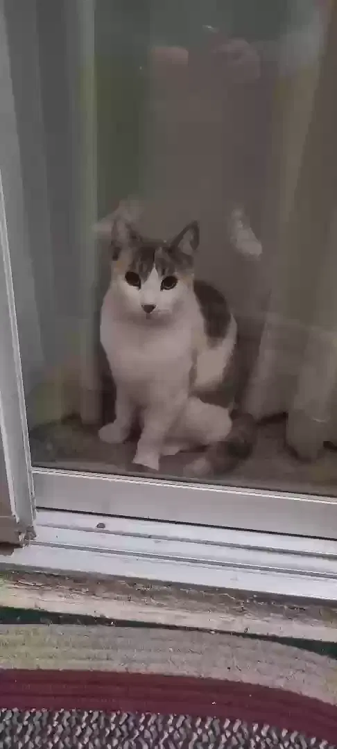 Lost cat in Escondido, CA, 92027