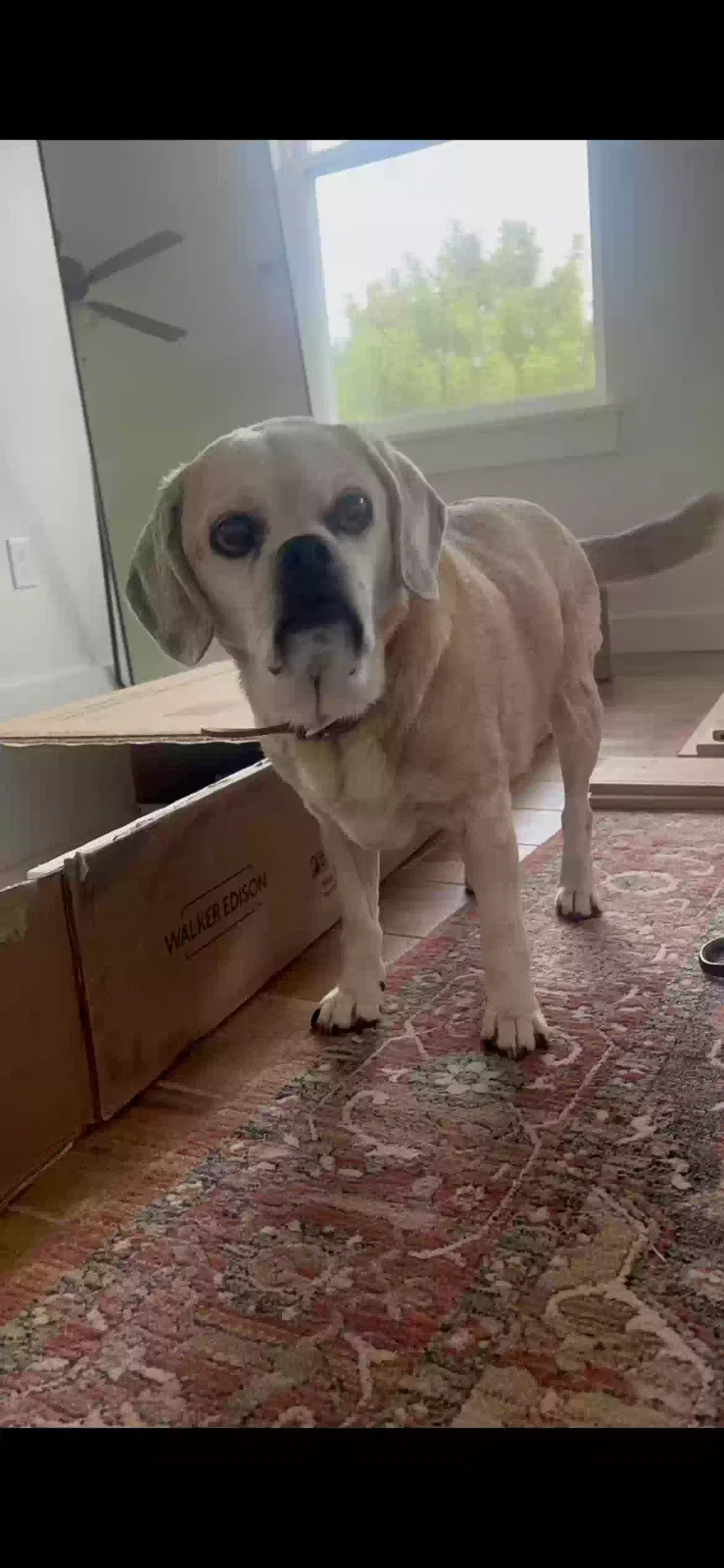 Lost dog in Blanchard, OK, 73010
