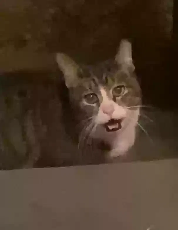 Found cat in Massapequa, NY, 11758