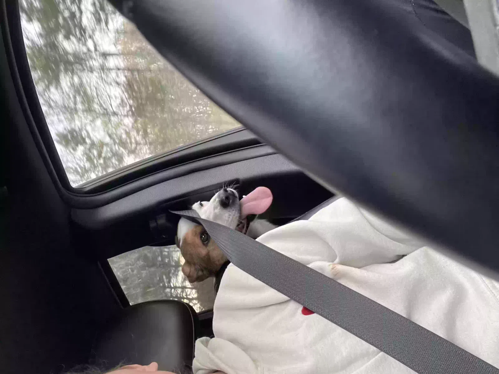 Lost dog in Raleigh, NC, 27617