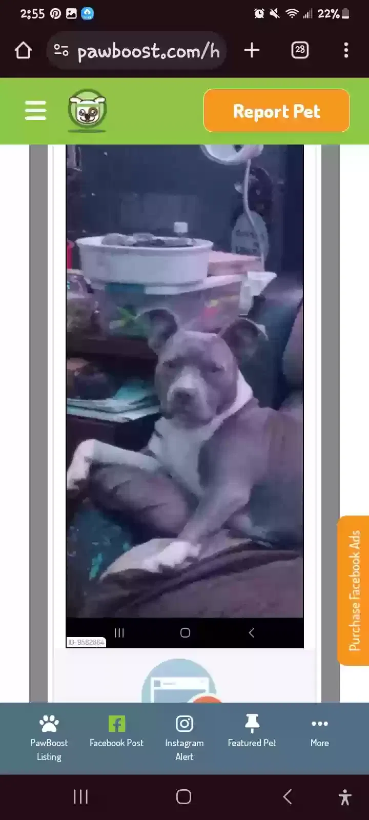 Lost dog in Neeses, SC, 29107