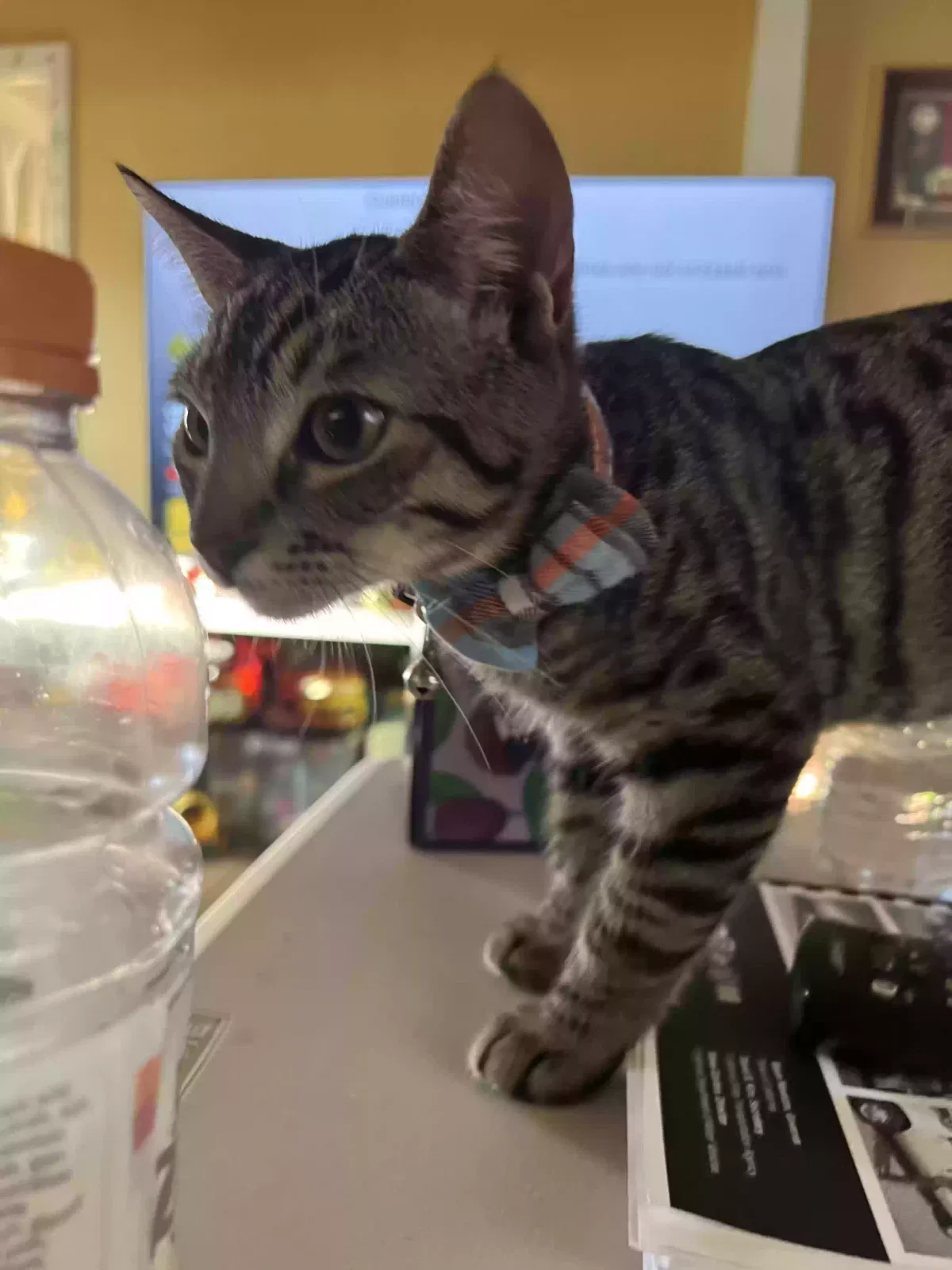 Lost cat in South Gate, CA, 90280