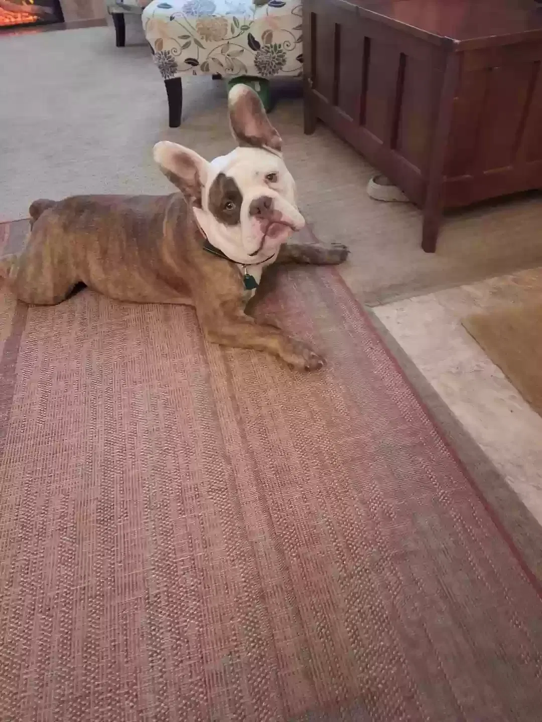 Lost dog in Yakima, WA, 98902