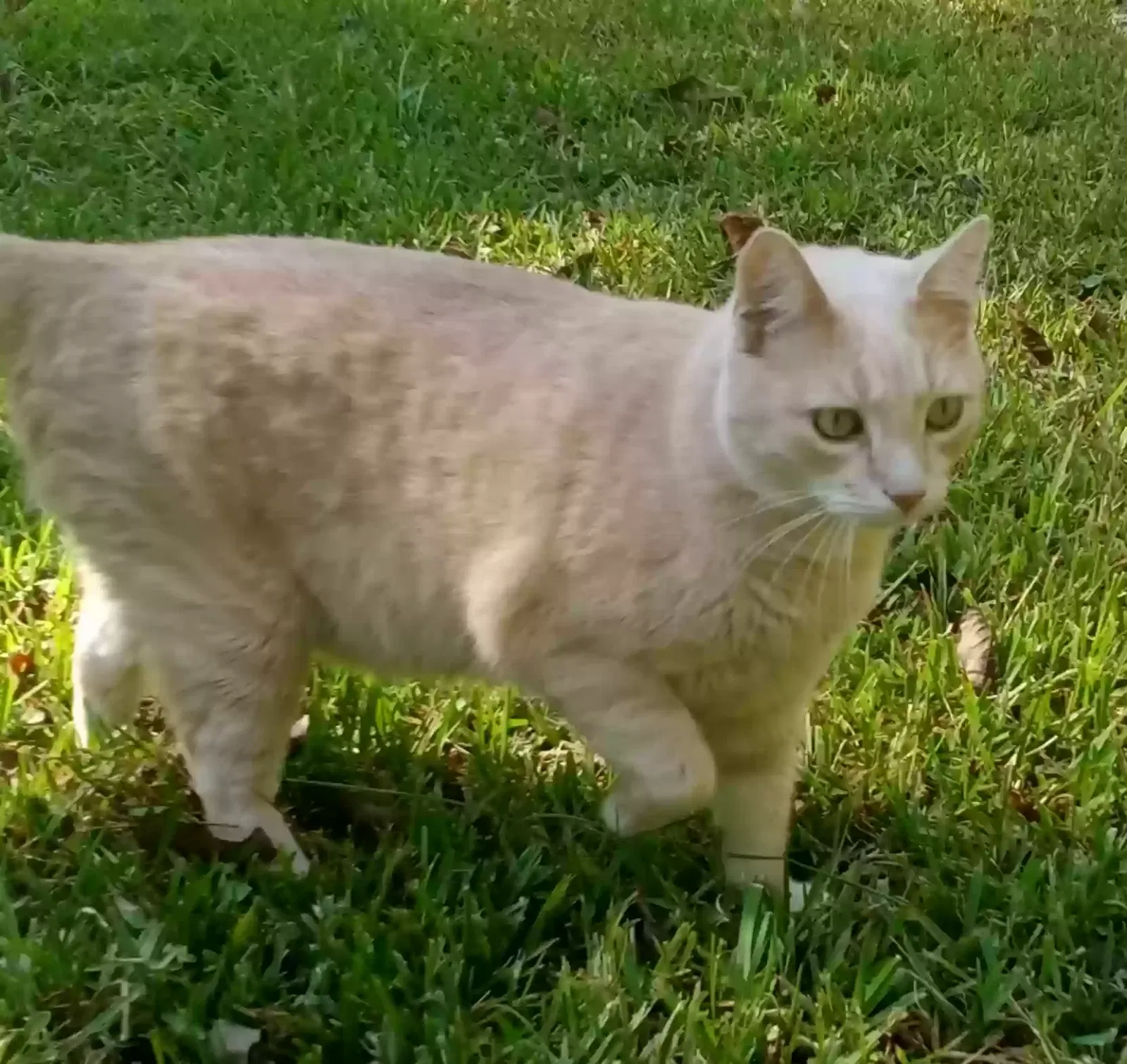 Lost cat in Conroe, TX, 77304
