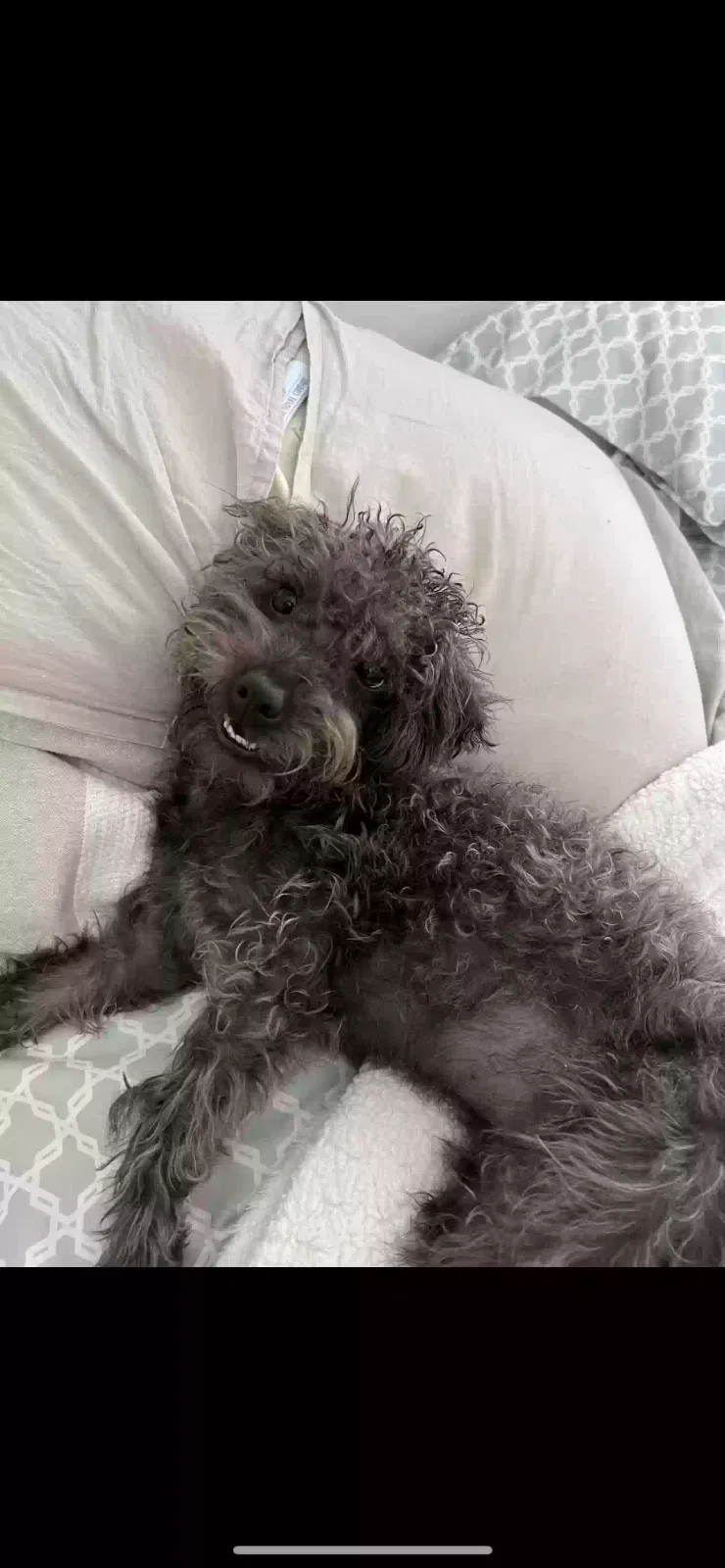 Lost dog in Fort Myers, FL, 33919