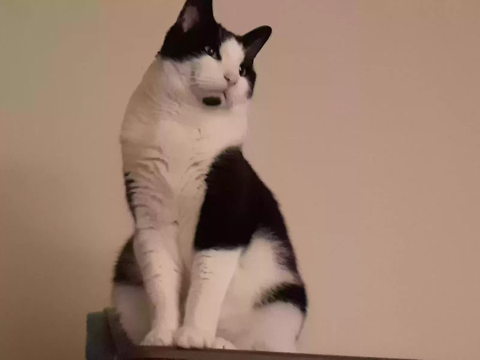 Lost cat in Woodruff, WI, 54568