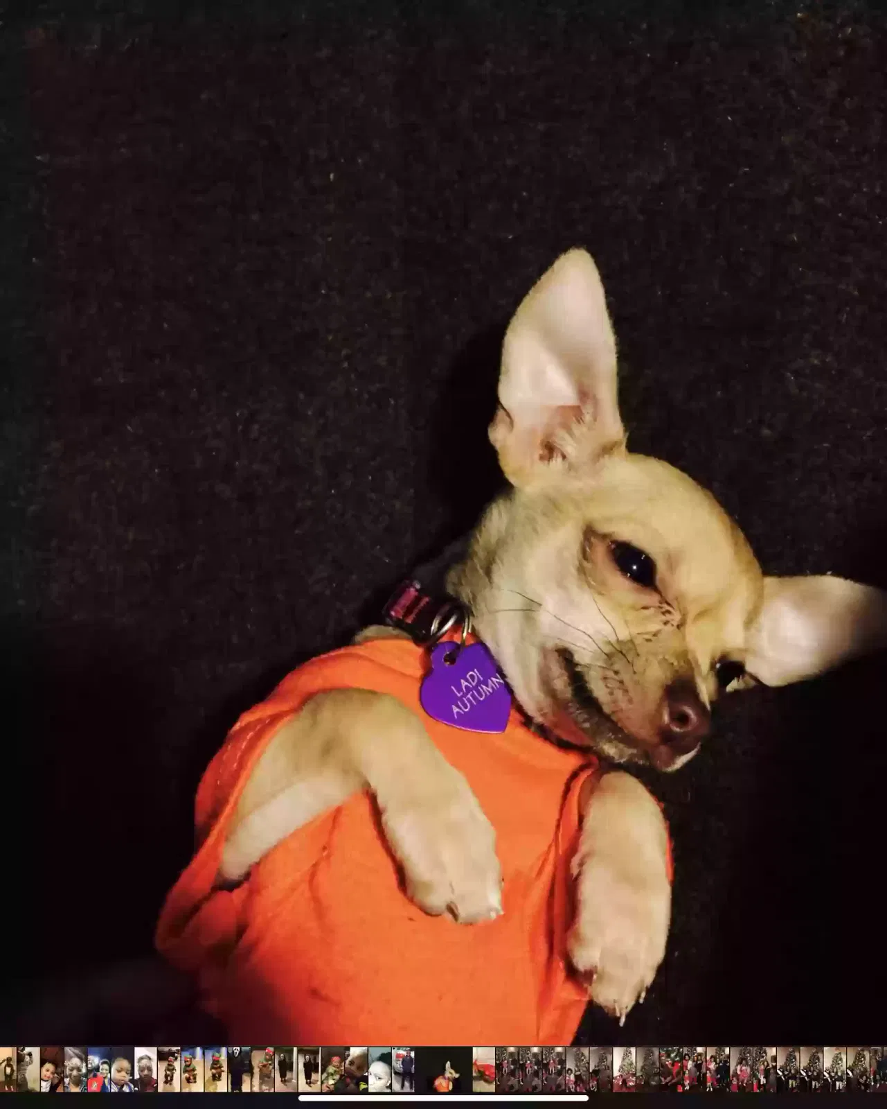 Lost dog in Cordova, TN, 38016
