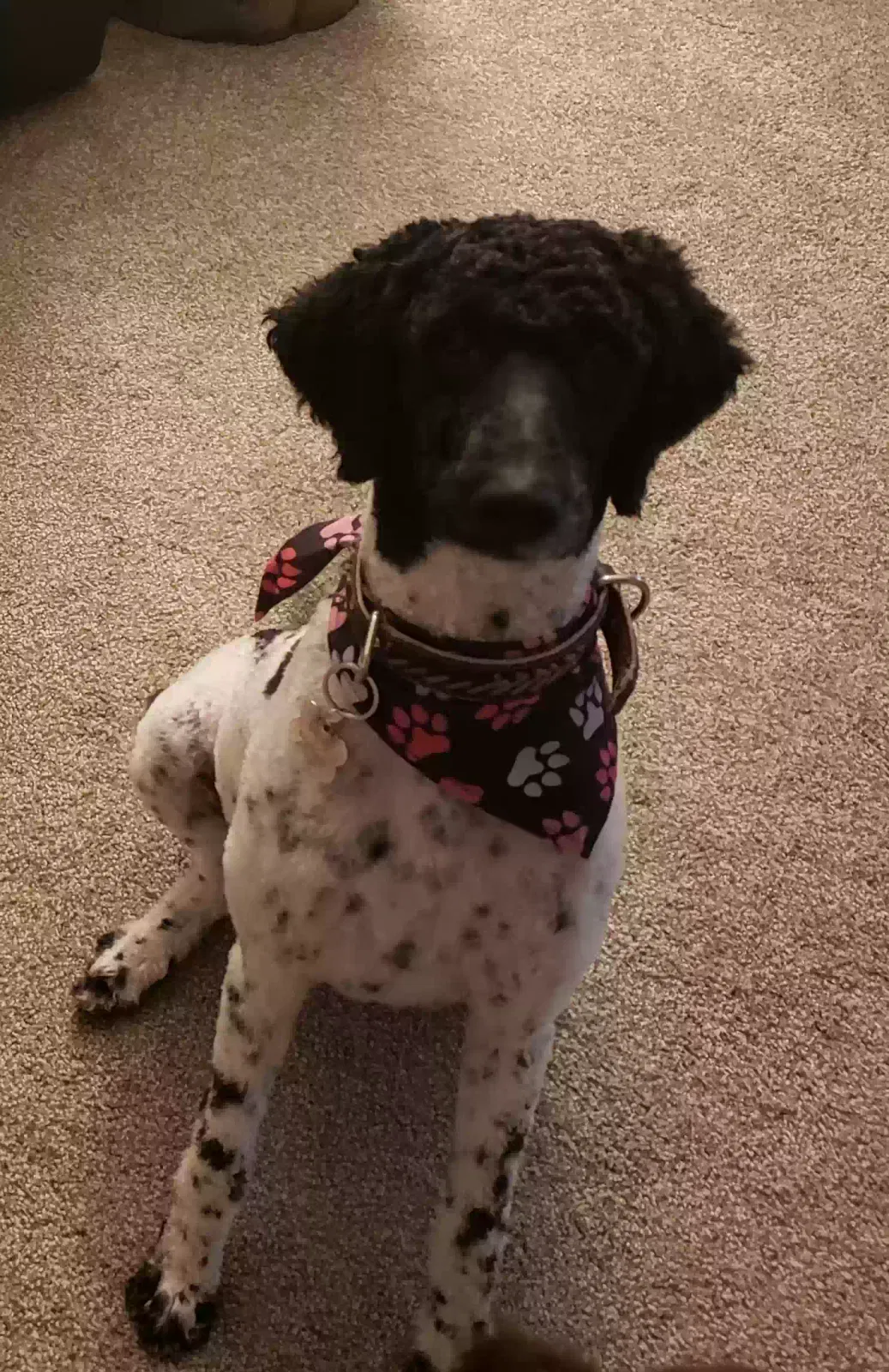 Lost dog in Albuquerque, NM, 87112