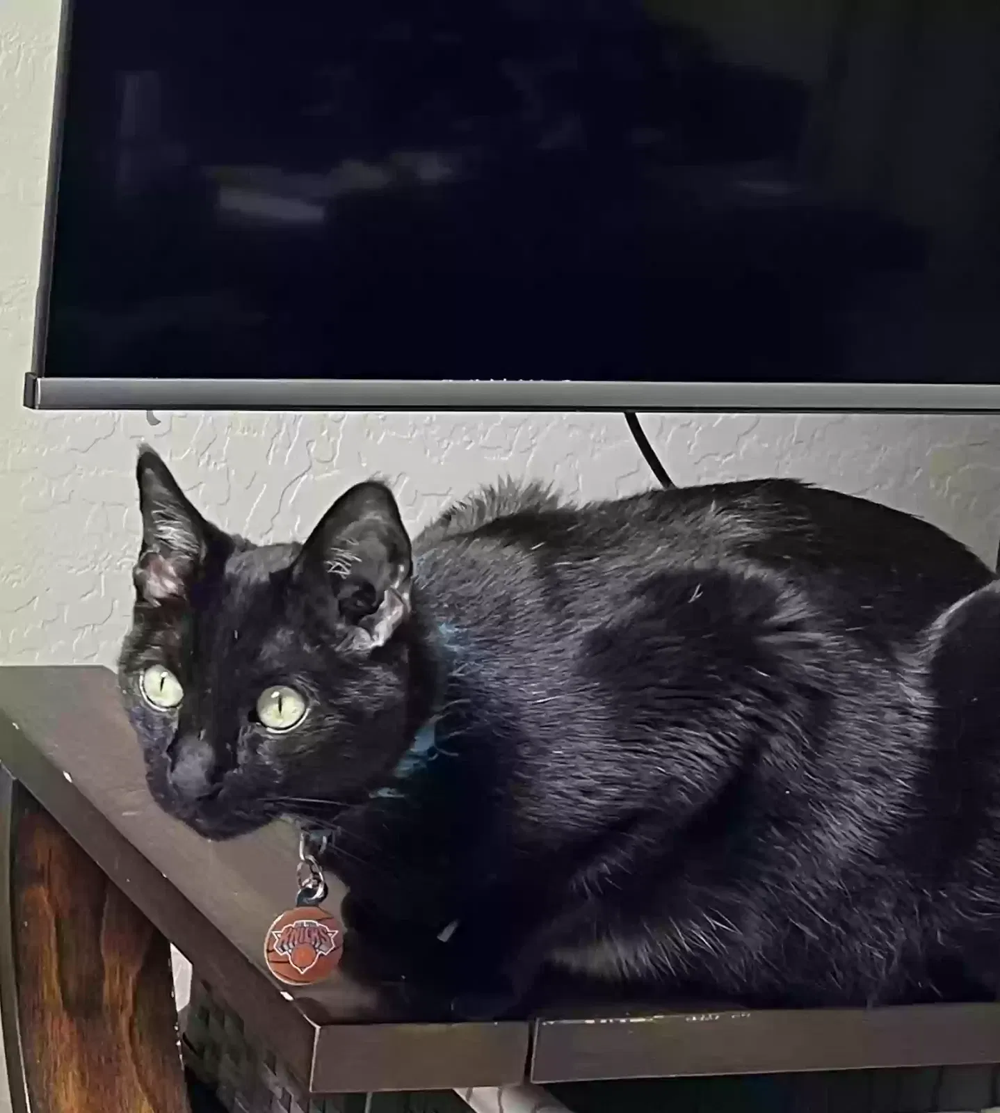 Lost cat in Phoenix, AZ, 85048