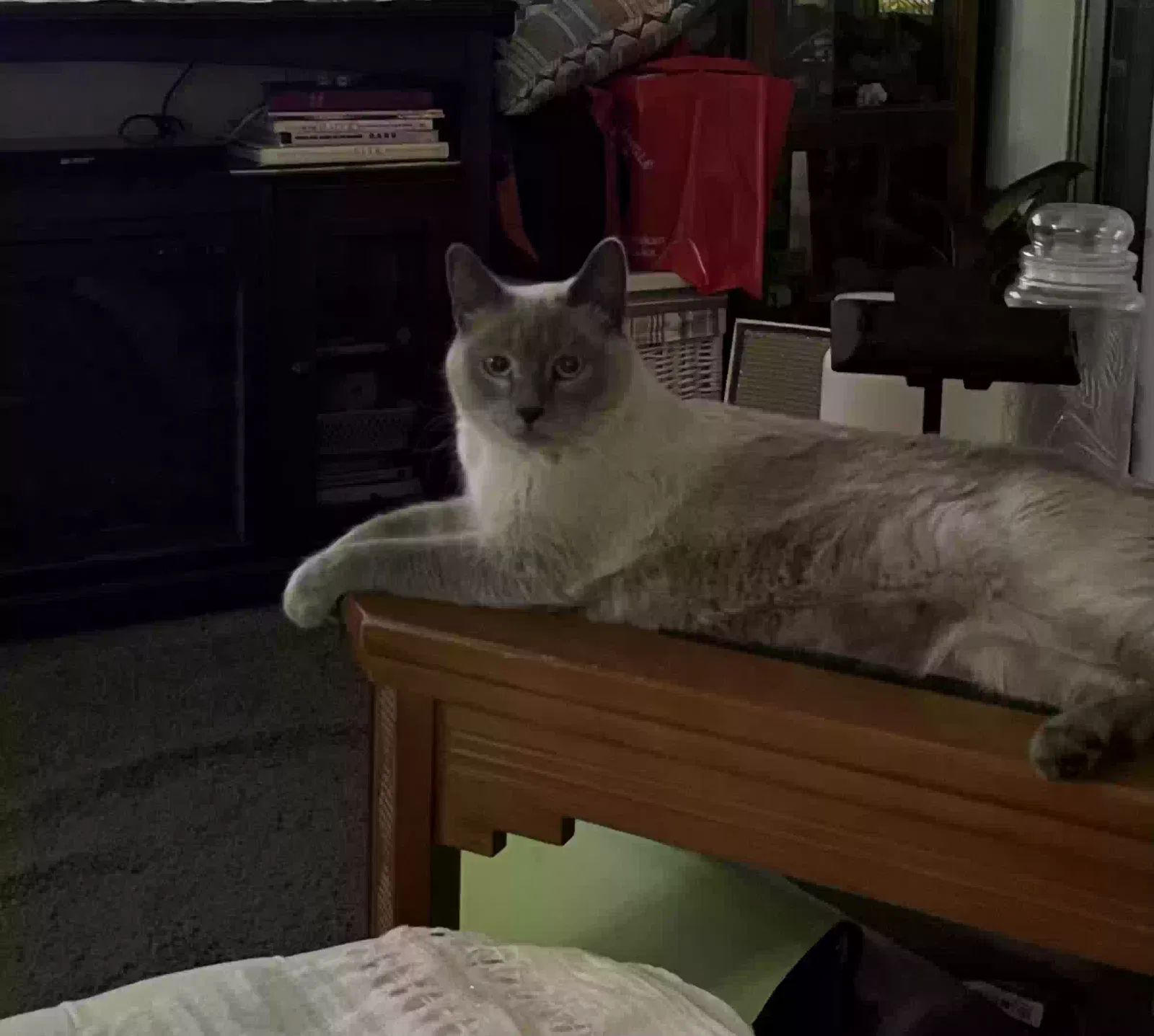 Lost cat in Phoenix, AZ, 85023