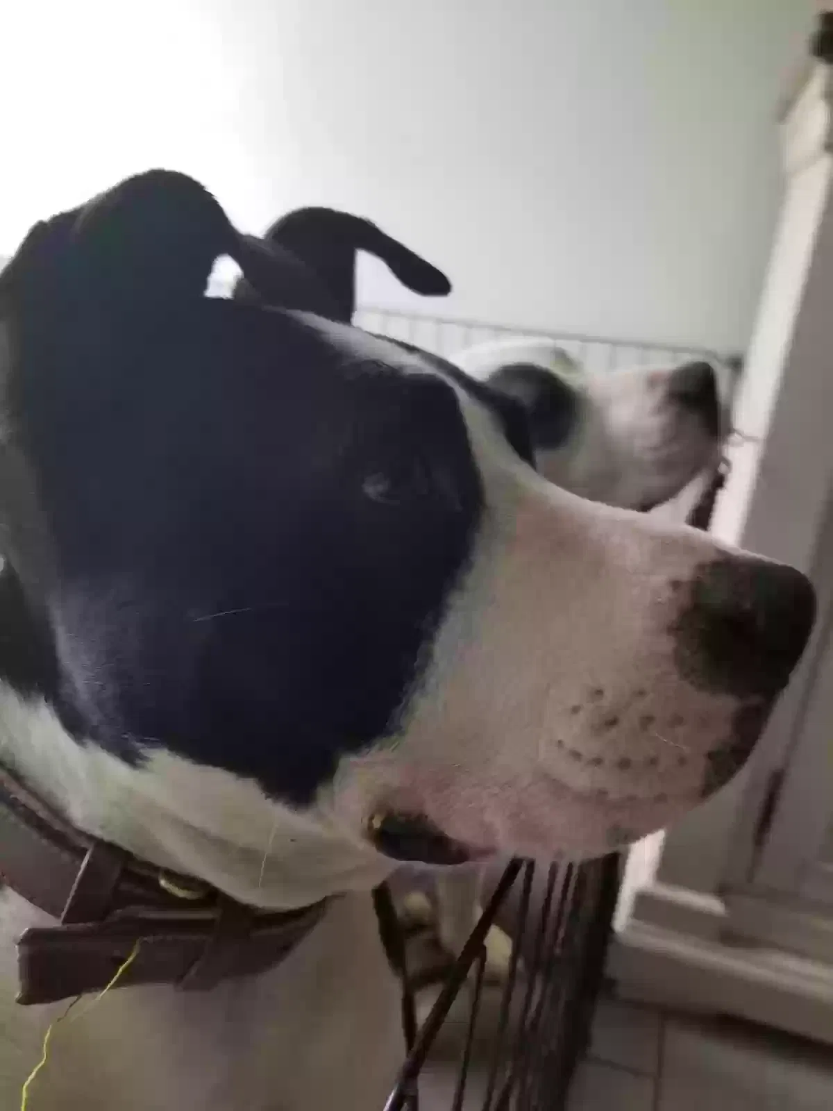 Lost dog in Desert Hot Springs, CA, 92240