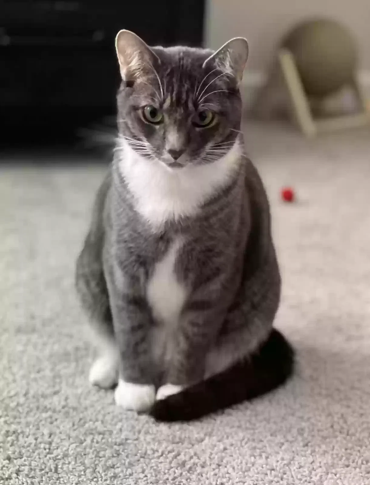 Lost cat in Hickory, NC, 28601