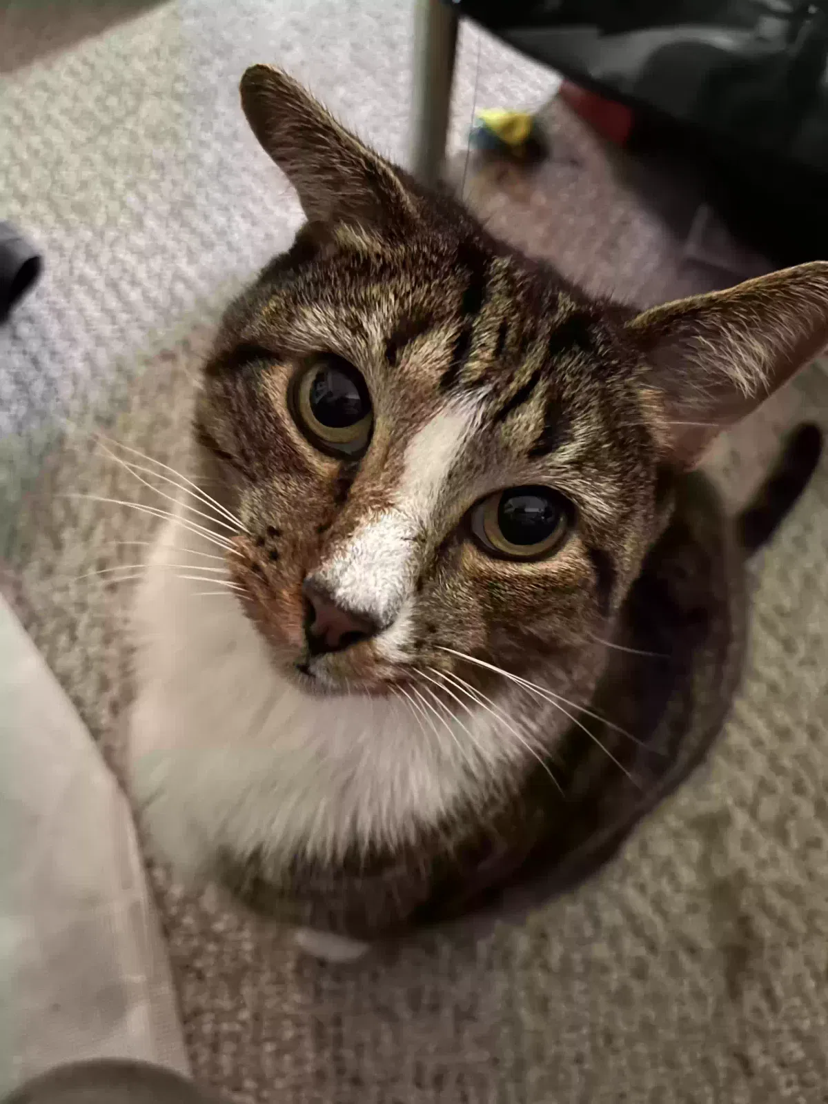 Lost cat in Philadelphia, PA, 19104