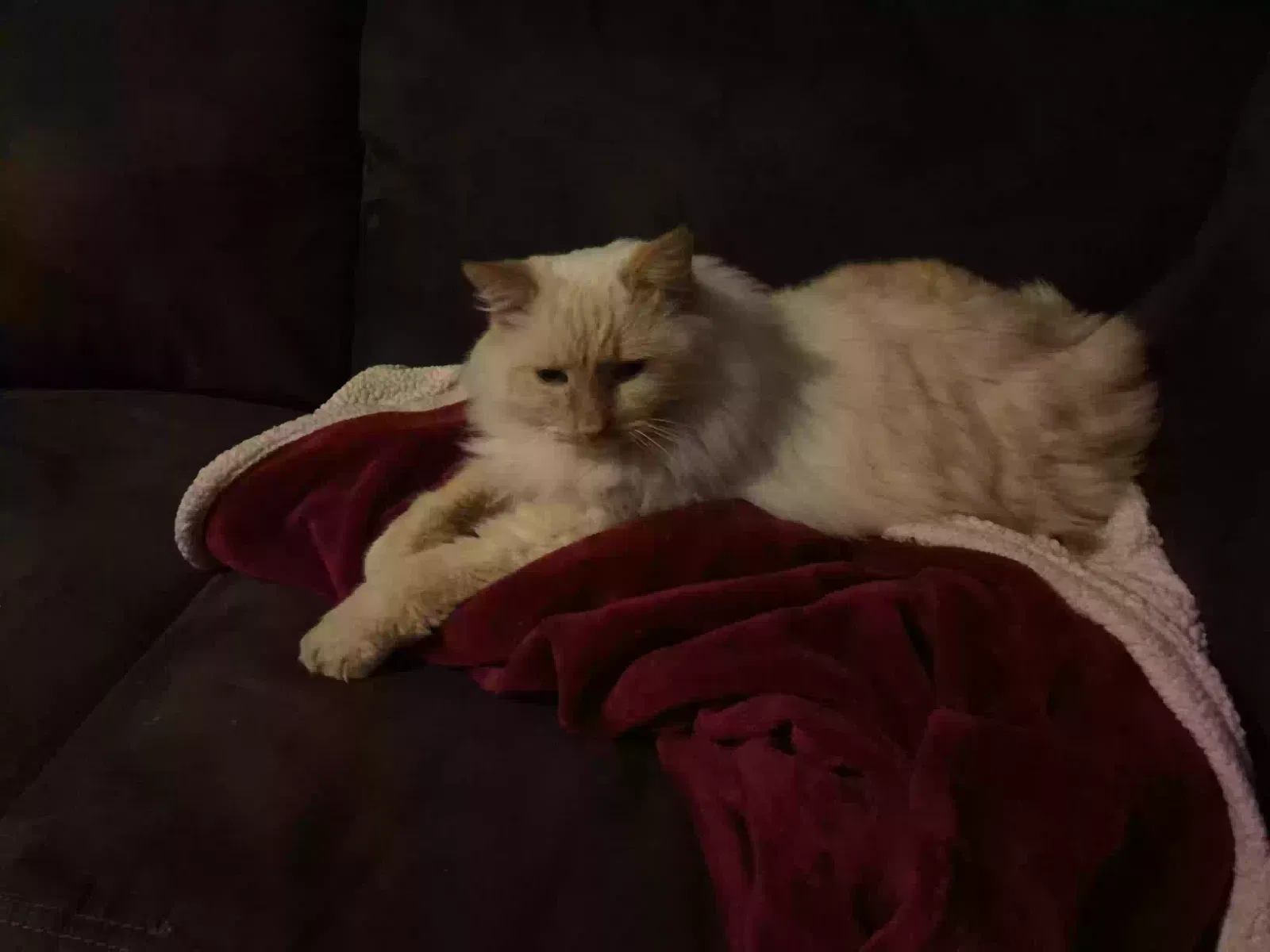 Lost cat in Anaheim, CA, 92805