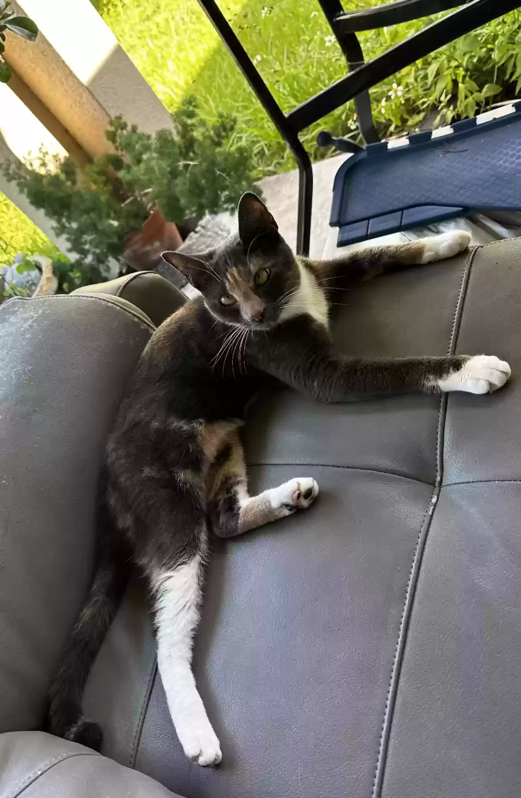 Lost cat in Cocoa, FL, 32927