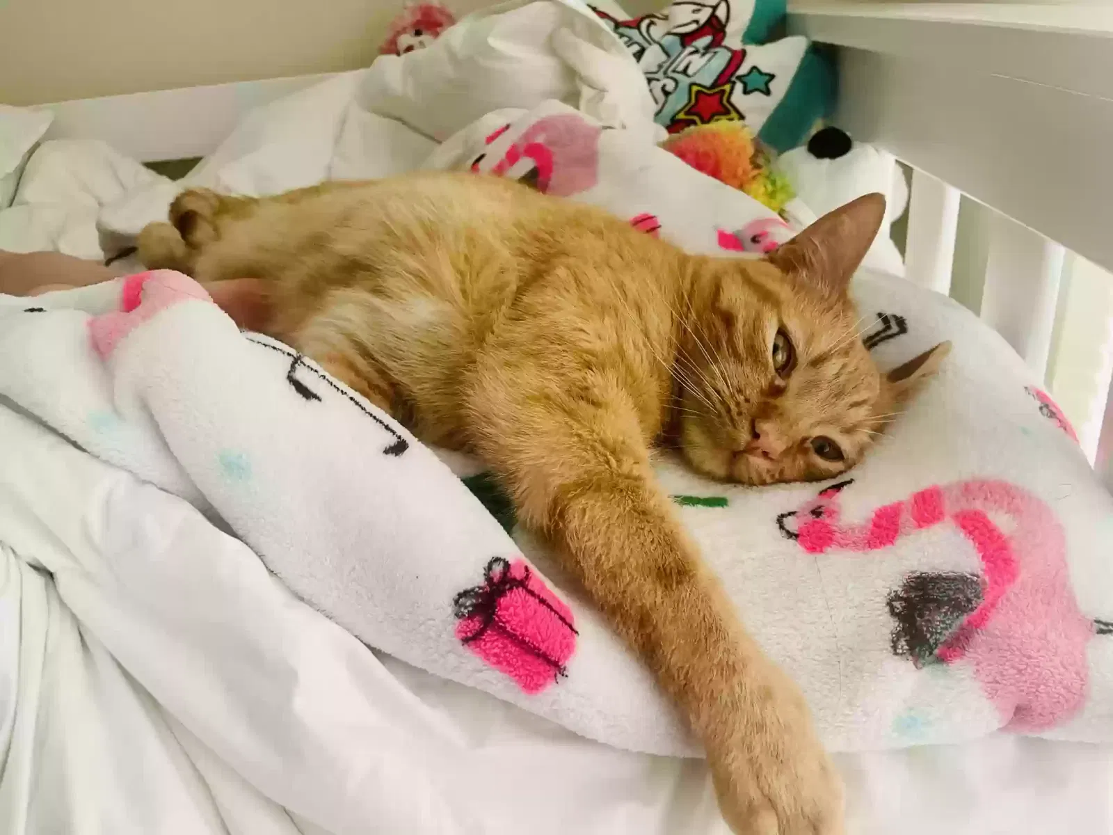 Lost cat in Woodland Hills, CA, 91367