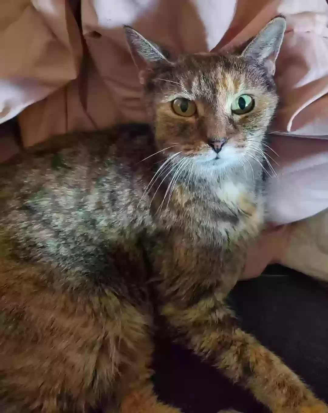 Lost cat in Delaware City, DE, 19706