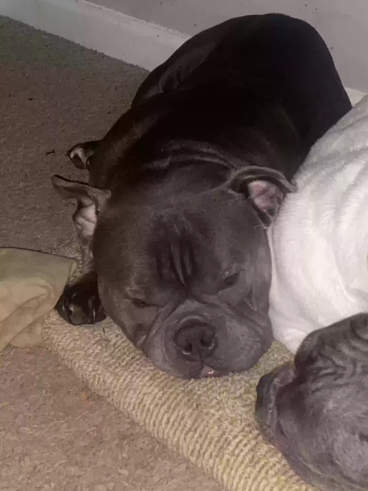 Lost dog in Mableton, GA, 30126