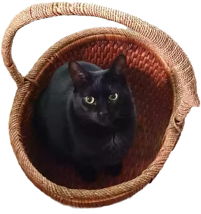 Lost cat in Muskegon, MI, 49441