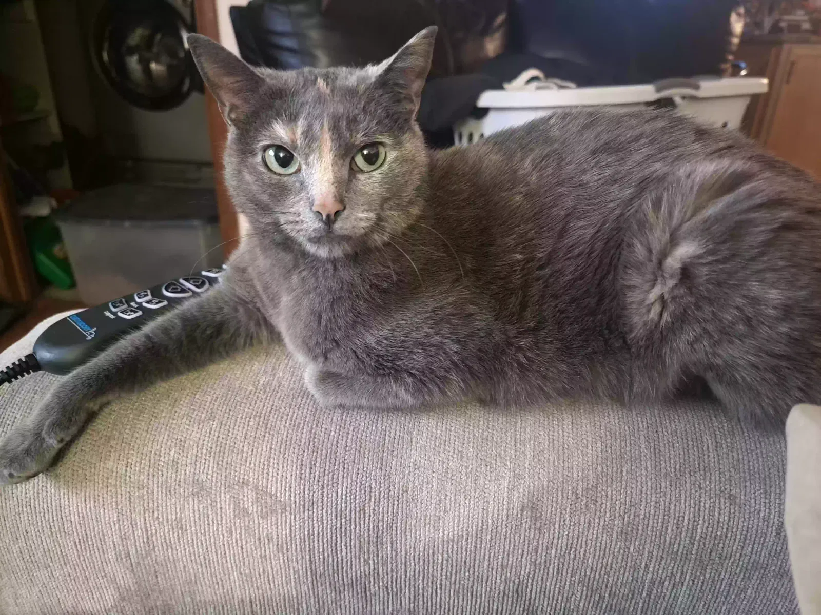 Lost cat in Littleton, CO, 80123