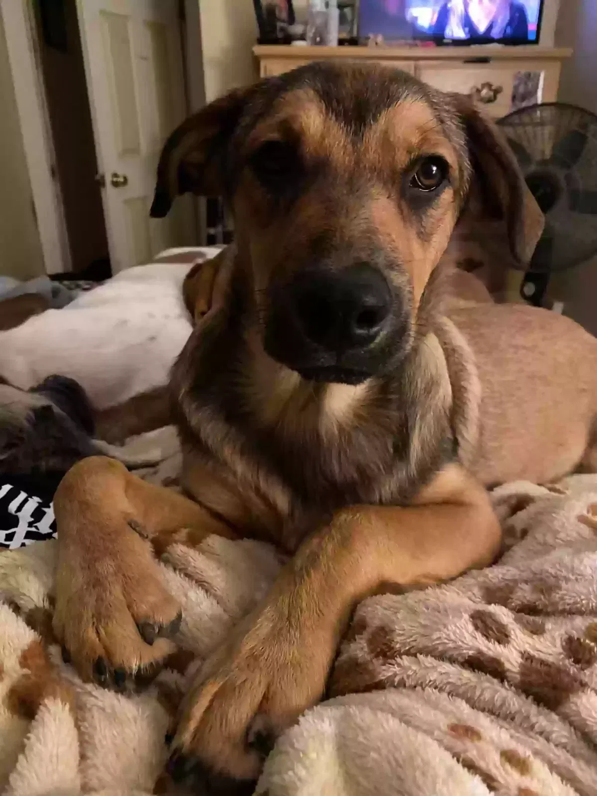 Lost dog in Salt Lake City, UT, 84115