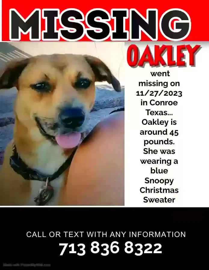 Lost dog in Houston, TX, 77004