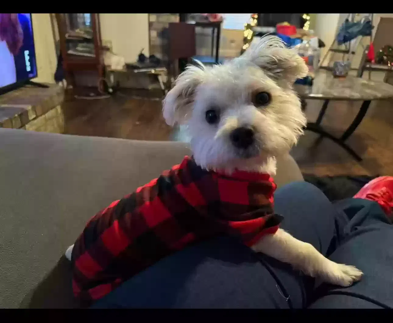 Lost dog in Arlington, TX, 76017
